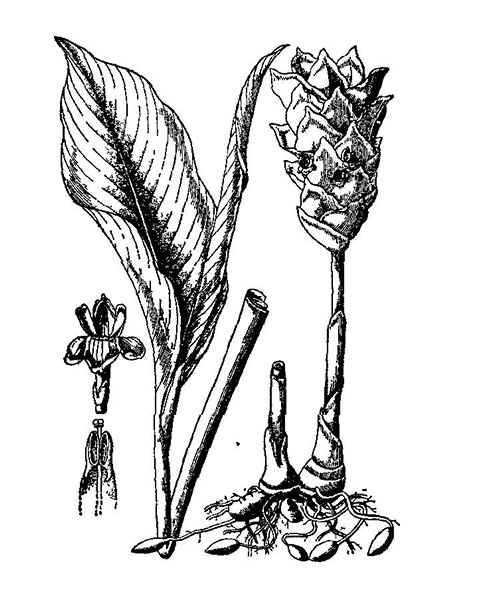 Natural compounds from  Curcuma phaeocaulis